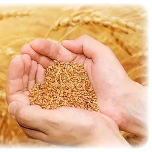 Duru Medium Coarse Bulgur, 35.2oz (1000g), Wheat Berries, 100% Natural and Certificated, High Fiber and Protein, Non-GMO, Great for Vegan Recipes, Better than Rice - Duru Bulgur
