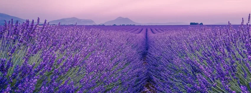 Liquid hand soap Lavender Fields 128oz refill Lavender 128 Fl Oz (Pack of 1) - field of lavender rustic strength lavender fields