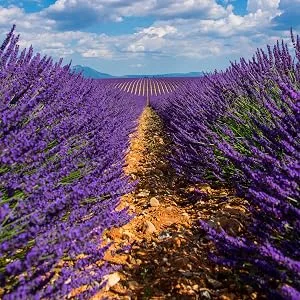 Liquid hand soap Lavender Fields 128oz refill Lavender 128 Fl Oz (Pack of 1) - lavender field 2 rustic strength lavender hand soap
