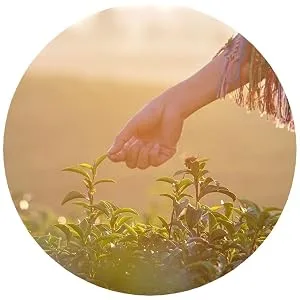 Four O'Clock White Tea Imperial Organic Fairtrade Non-Gmo Kosher Gluten-Free 80 Teabags White Imperial Tea - sustainability values commitments green tea fairtrade compostable