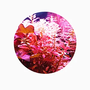 DERMALOGY by NEOGENLAB Pore Tight (Peeling Mousse 1) - Carrageen MoCarrageen Moss Extractss Extract