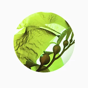 DERMALOGY by NEOGENLAB Pore Tight (Peeling Mousse 1) - Marine Algae Complex