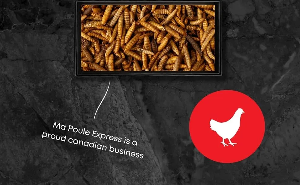 Dried Black Soldier Fly Larvae Chicken Treats for Chicken Hens Duck Bird Lizard Tortoise - High Protein - 5 Pounds - larvae