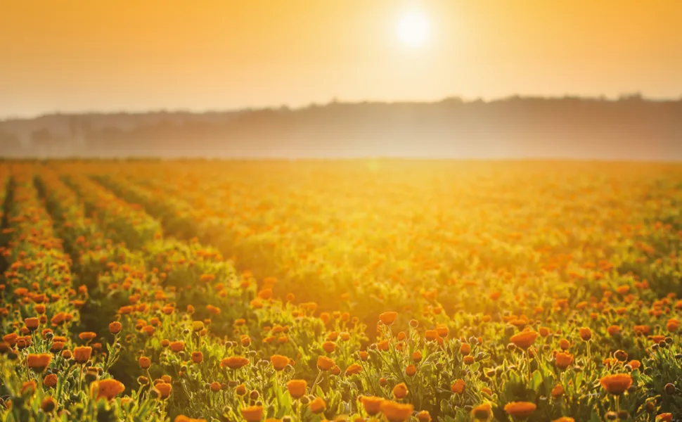 Pascoe - Rheuma-Pasc 50ml - Oral drops - Calendula Field