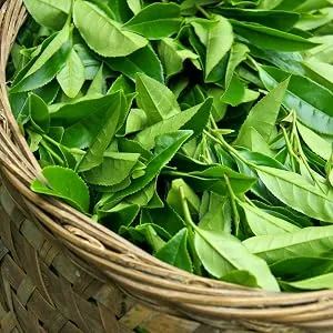 Decaffeinated Oolong Tea Loose Leaf, Great For Hot Brew, Iced Or Kombucha Tea | Organic Loose Leaf Decaf Oolong Tea Leaves 3.5oz (About 50 Cups) - decaf oolong tea