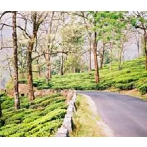 Davidson's Tea Himalayan White, Bulk Tea, 16 Ounce - product information 2