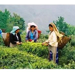 Davidson's Tea Himalayan White, Bulk Tea, 16 Ounce - product information 3