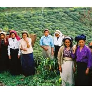 Davidson's Tea Himalayan White, Bulk Tea, 16 Ounce - product information 4