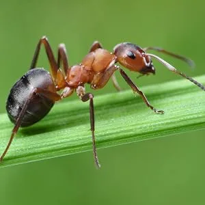 TERRO T610CAN Ant Killing Powder - terro, ant killer, ant kill powder, kill ants, insect control, diy insect control, pest control