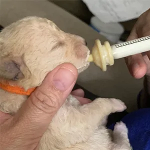 Gufastoe Original Nipple with Syringe-s for Pets and Wildlife - product information 2