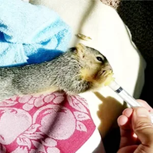 Gufastoe Original Nipple with Syringe-s for Pets and Wildlife - product information 6