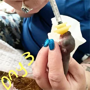 Gufastoe Original Nipple with Syringe-s for Pets and Wildlife - product information 8