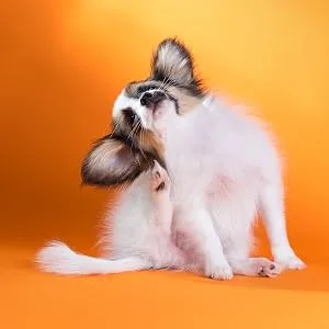 Zodiac Infestop for Dogs 4.5KG and Under - Additional Information