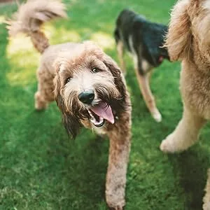 PetSafe Wireless Containment System Secure 2 023 Square metre Boundary for an Unlimited Number of Dogs Wireless Fence Kit - lab poodle labradoodle multiple pets puppies pooches tongues out outdoor play coverage