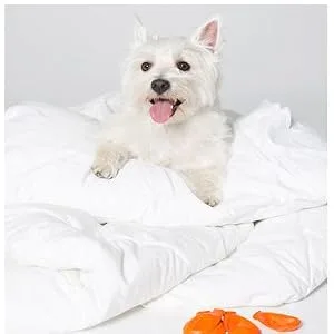 Pawz Black Dog Boots Tiny Black tiny - product information 4