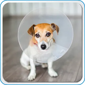 Tough Shield Silver Liquid Bandage for Pets Dogs Cats Birds Small Animals Woman Owned Small Business - product information 3