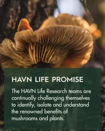 HAVN Life Bacopa Brain - Bacopa Monnieri Capsules Memory Support - Supplement for Cognitive Function Support - Non-GMO 60 Vegan Capsules - havn