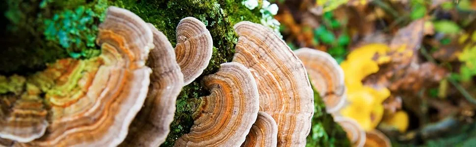 Organika Turkey Tail Mushroom- Organic 450mg 10:1 Extract- Immune Support- 90vcaps - product information 2