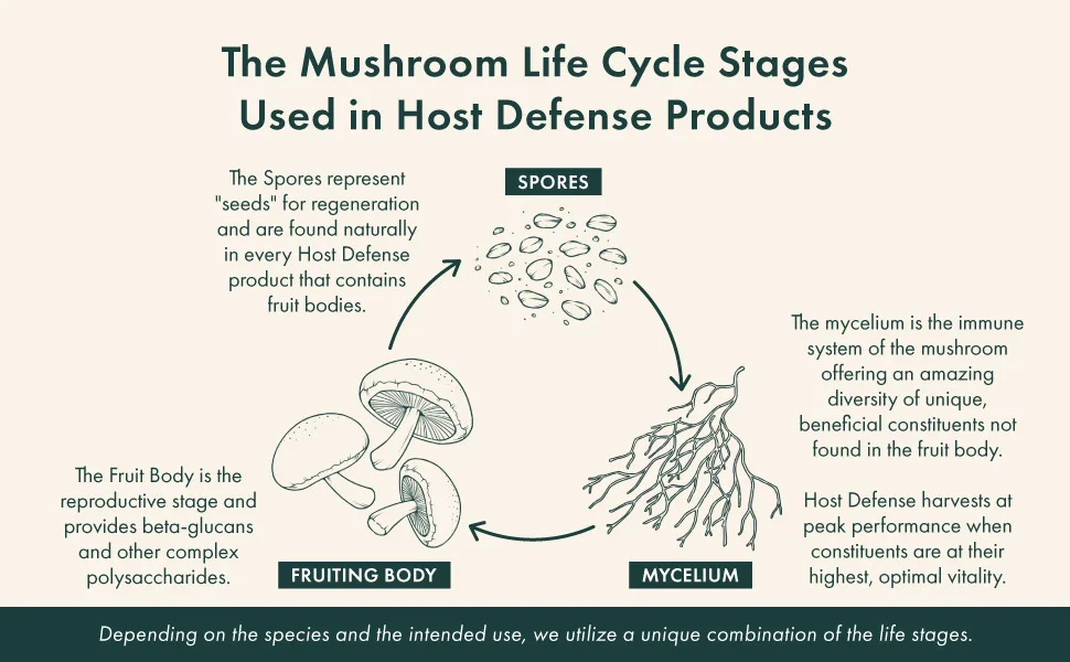 Host Defense Agarikon Mushroom 60 Capsules Immune Support Mushroom Supplement with 55% Polysaccharides & 1000mg Agarikon Mushroom Powder per serving - Mushroom life cycle