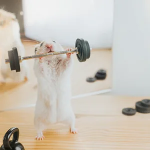 MIDOGAT Hamster Wheel Hedgehog Wheel Silent Hamster Wheel for Hamsters Gerbils Hedgehogs and Small Animals - product information 5