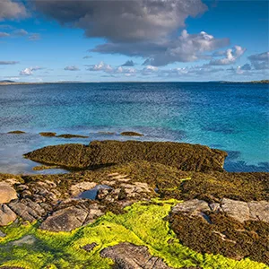 CENALGA Irish Organic Certified (IOFGA) Bladderwrack Whole Leaf - We avoid Plastic Pouch - Sustainably hand harvested from wildcrafted seaweed - non-artificial sun-dried (1) - Irish Sea