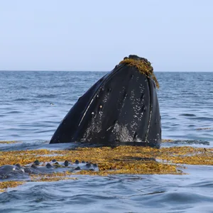CENALGA Irish Organic Certified (IOFGA) Bladderwrack Whole Leaf - We avoid Plastic Pouch - Sustainably hand harvested from wildcrafted seaweed - non-artificial sun-dried (1) - Whale