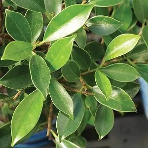 Brussel's Live Golden Gate Ficus Indoor Bonsai Tree - 4 Years Old 5" to 8" Tall with Decorative Container Small Ceramic Pot - product information 2