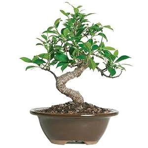 Brussel's Live Golden Gate Ficus Indoor Bonsai Tree - 4 Years Old 5" to 8" Tall with Decorative Container Small Ceramic Pot - product information 3