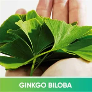 Brain Tea - Organic: Gotu Kola, Ginkgo Biloba, Lion's Mane Mushroom, MCT. Brain Booster for Better Memory & Focus, Nootropic Tea - Module 2