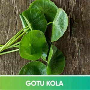 Brain Tea - Organic: Gotu Kola, Ginkgo Biloba, Lion's Mane Mushroom, MCT. Brain Booster for Better Memory & Focus, Nootropic Tea - Module 3