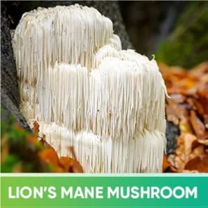 Brain Tea - Organic: Gotu Kola, Ginkgo Biloba, Lion's Mane Mushroom, MCT. Brain Booster for Better Memory & Focus, Nootropic Tea - Module 4