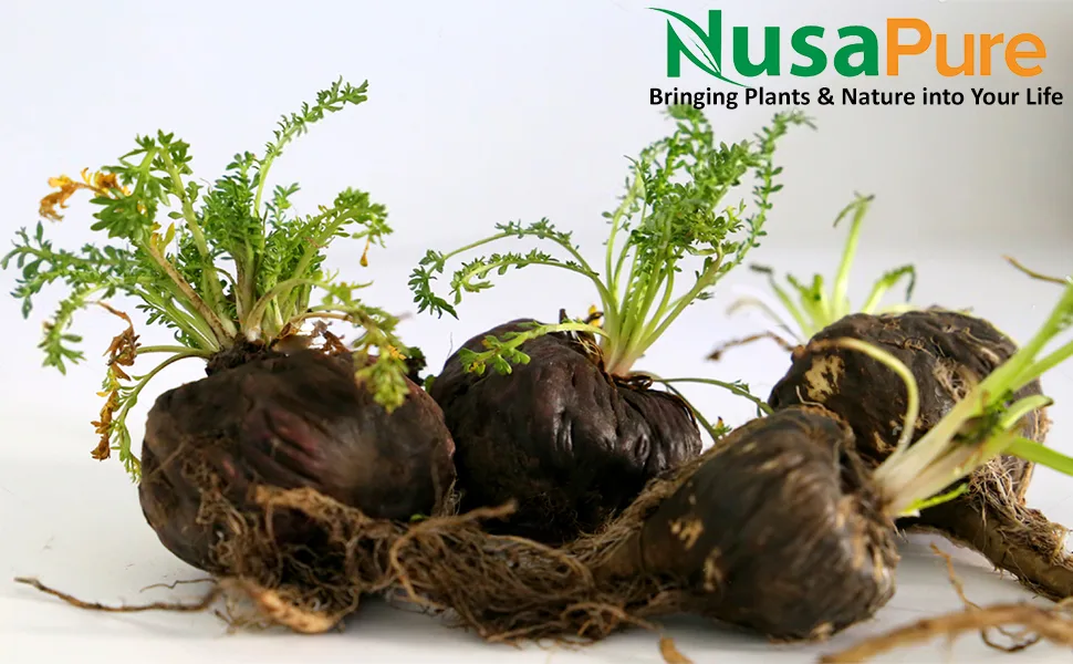 NusaPure Black Maca Root 37,500mg per caps (50:1 Extract) 200 Veggie Capsules (Vegan, Non-GMO, Gluten-Free) - product information 1