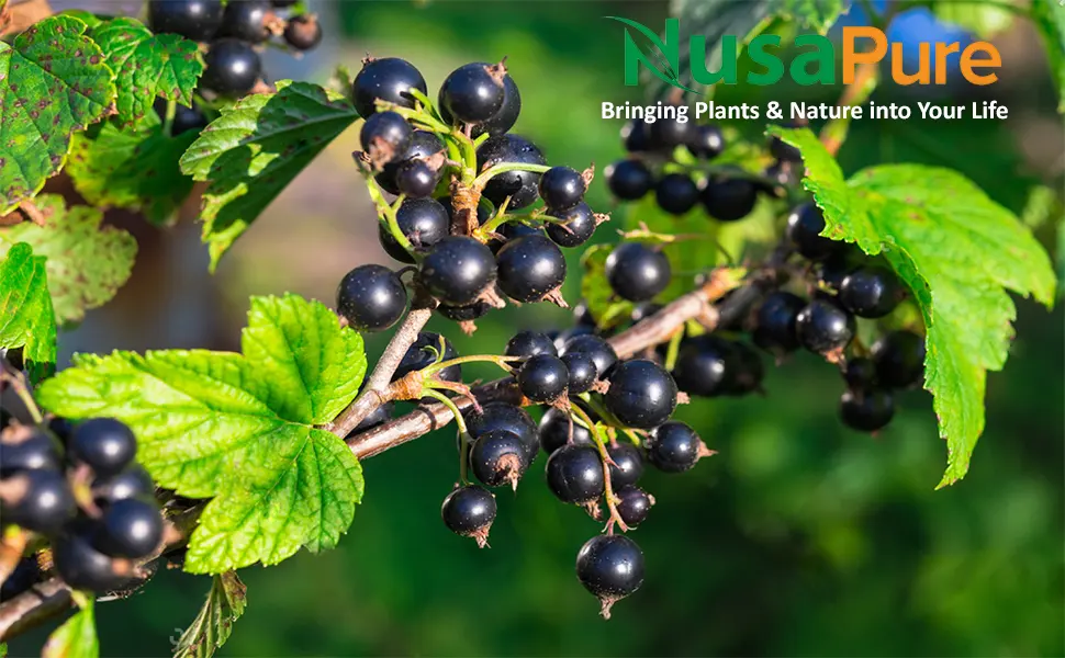 Black Currant Oil 2500 Mg 200 Veggie Capsules (Powder, Vegan, Non-GMO & Gluten-Free) . - product information 14