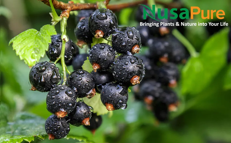 Black Currant Oil 1070mg GLA 15% 180 Caps (Non-GMO & Gluten Free) Hexane Free - product information 1