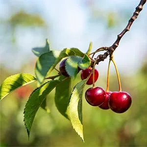 Black Cherry Extract Concentrate | 2800 mg | 240 Capsules | Non-GMO and Gluten Free Formula | Prunus Serotina Supplement | by Carlyle - Black Cherry