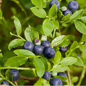 Bilberry Extract Capsules | 2400mg | 200 Count | Vegetarian, Non-GMO, Gluten Free Fruit Supplement | by Carlyle - bilberry