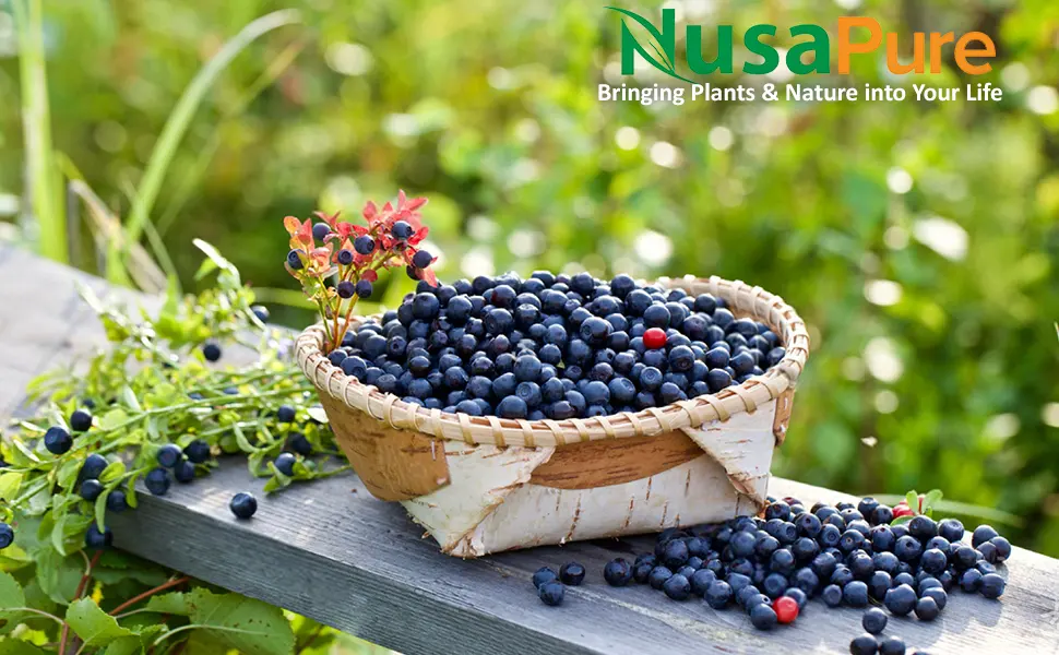 Bilberry Extract 2500mg 200 Vegetarian caps (Non-GMO & Gluten Free) - product information 1