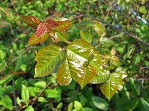 Be Gone Poison Ivy, 300 Pills. an Effective, All-Natural Solution for The Itching, Blistering Rash of Poison Ivy. - product information 2