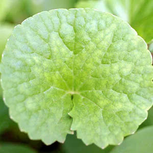 Banyan Botanicals Brahmi / Gotu Kola Tablets - USDA Organic - 90 Tablets - Centella asiatica - Brain & Nervous System Rejuvenative* - Banyan Botanicals Brahmi Gotu Kola
