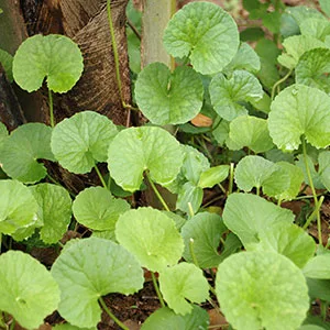 Banyan Botanicals Brahmi / Gotu Kola Tablets - USDA Organic - 90 Tablets - Centella asiatica - Brain & Nervous System Rejuvenative* - Banyan Botanicals Brahmi Gotu Kola