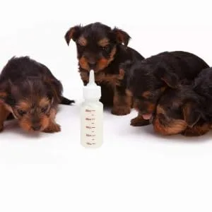 Baby Pet Feeding Bottle 50 Ml Squeeze Liquid Bottle for Kitten Puppy Small Animals Feeding Tool Pointed Milk Feeder with Scale 6 Pcs - product information 6