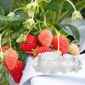 Parliky 1 Set Shaping Convenient Fruits Vegetable Shaper Ginseng Fruits and Vegetables Plastic - product information 1