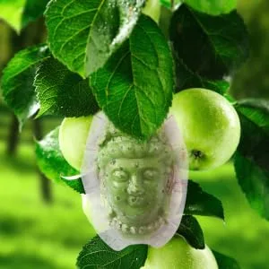 BCOATH Forming Vegetable Tool Clear Gardener Ginseng for Decorative Watermelon Transparent - product information 4