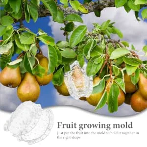 BCOATH Forming Vegetable Tool Clear Gardener Ginseng for Decorative Watermelon Transparent - product information 6