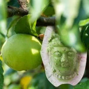 FUNOMOCYA Shaping Reusable Gardener Fruits Mold Buddha Ginseng Watermelon Small Mould Forming Fruit Shaper - product information 1