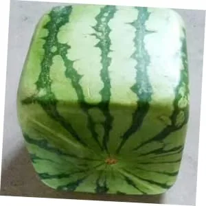 LIFKICH Watermelon Shaping Fruit Transparent Strawberry Forming Shaping Mould Vegetable Growth Mold Tool Square Watermelon 15x15cm Transparent - product information 2