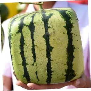 LIFKICH Watermelon Shaping Fruit Transparent Strawberry Forming Shaping Mould Vegetable Growth Mold Tool Square Watermelon 15x15cm Transparent - product information 4