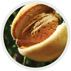 naturSource Salad Topper Artisanal Wildberry Non-GMO Made in Canada Value Size Re-Sealable Zip Pack (575 Gram Value Bag) 575g Wildberry - product information 6