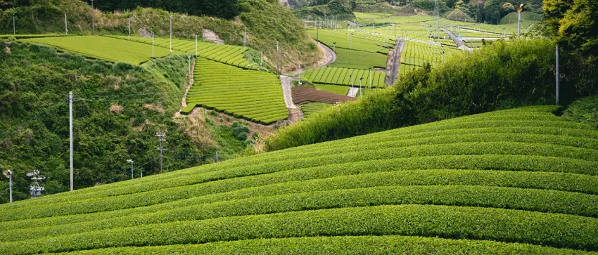  First Flush Hatsuzumi First Picking Deep Steamed Green Tea 100g/3.5oz | Japanese Tea KIMIKURA  - background