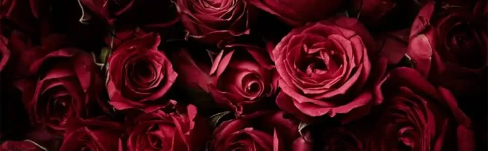 Ink red rose 25g/can 0.88oz/can loose tea rose tea  - product information 1